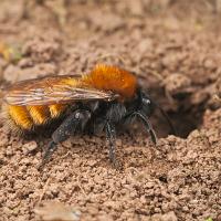 Tawny Mining Bee and Nest Hole 3 